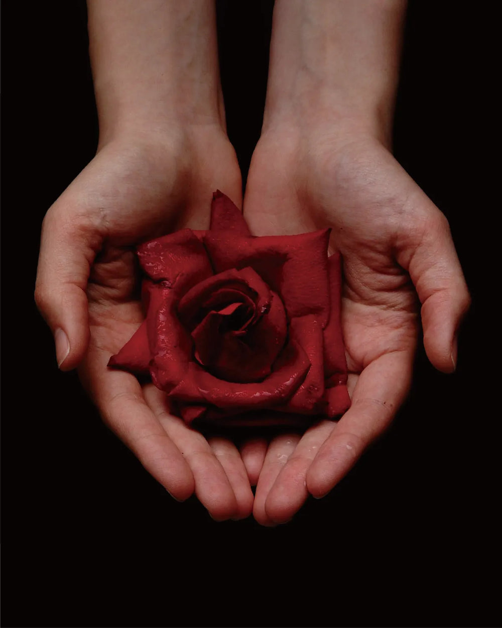 Hands holding a dark red rose